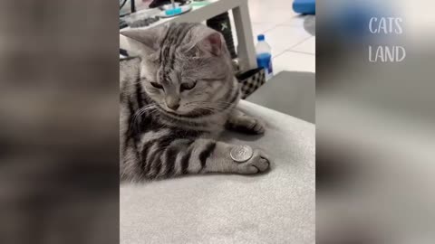 Cats&dogs task complete