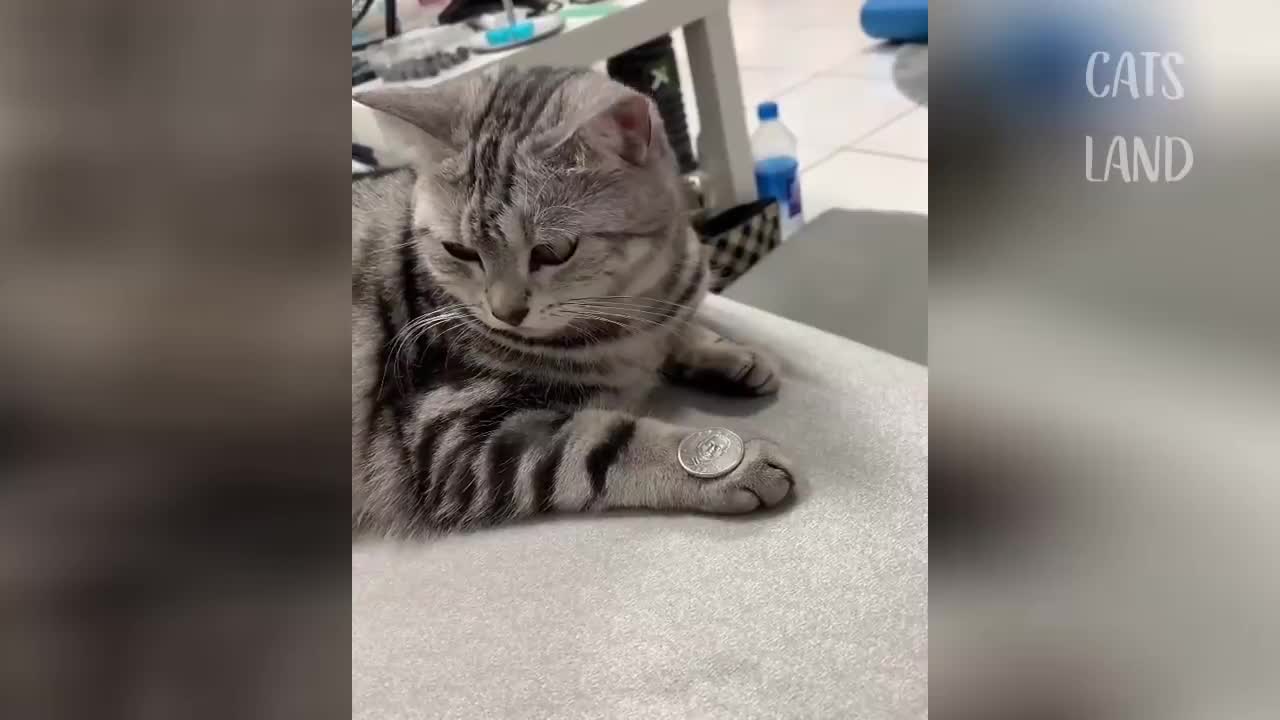 Cats&dogs task complete