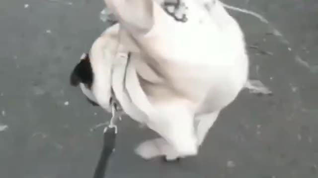 funny dog 😂 | funny moments | crazy dog 🐕 | some where on earth 🌍 #shorts #funny #crazy#dog #viral