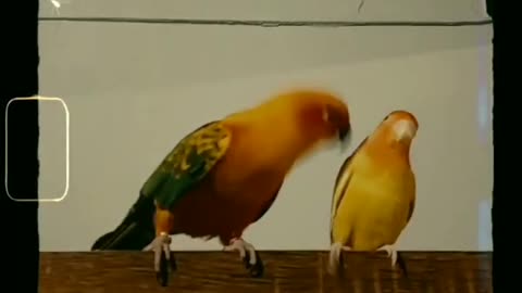 Funny Birds - New Year 2021 Vibes be like