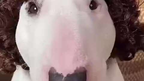 Cute pet rollover scene