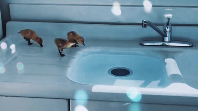 The ducklings plumped into the water.