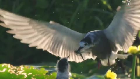 It's feeding time