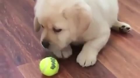 CUTE PUPPY NEEDS TO PLAY