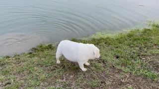 Charli the English Bulldog Tries to Catch Fish with Dad