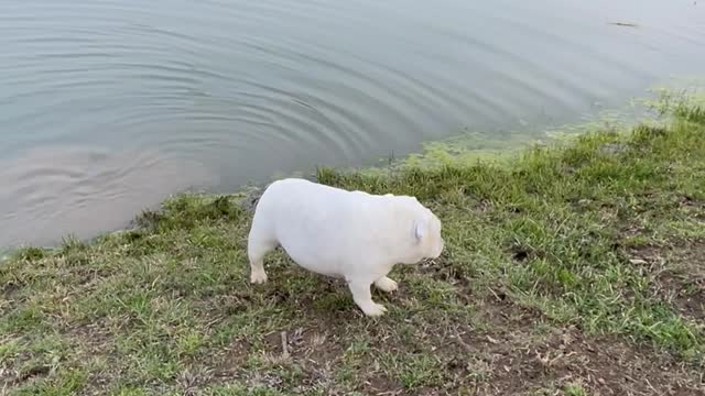Charli the English Bulldog Tries to Catch Fish with Dad