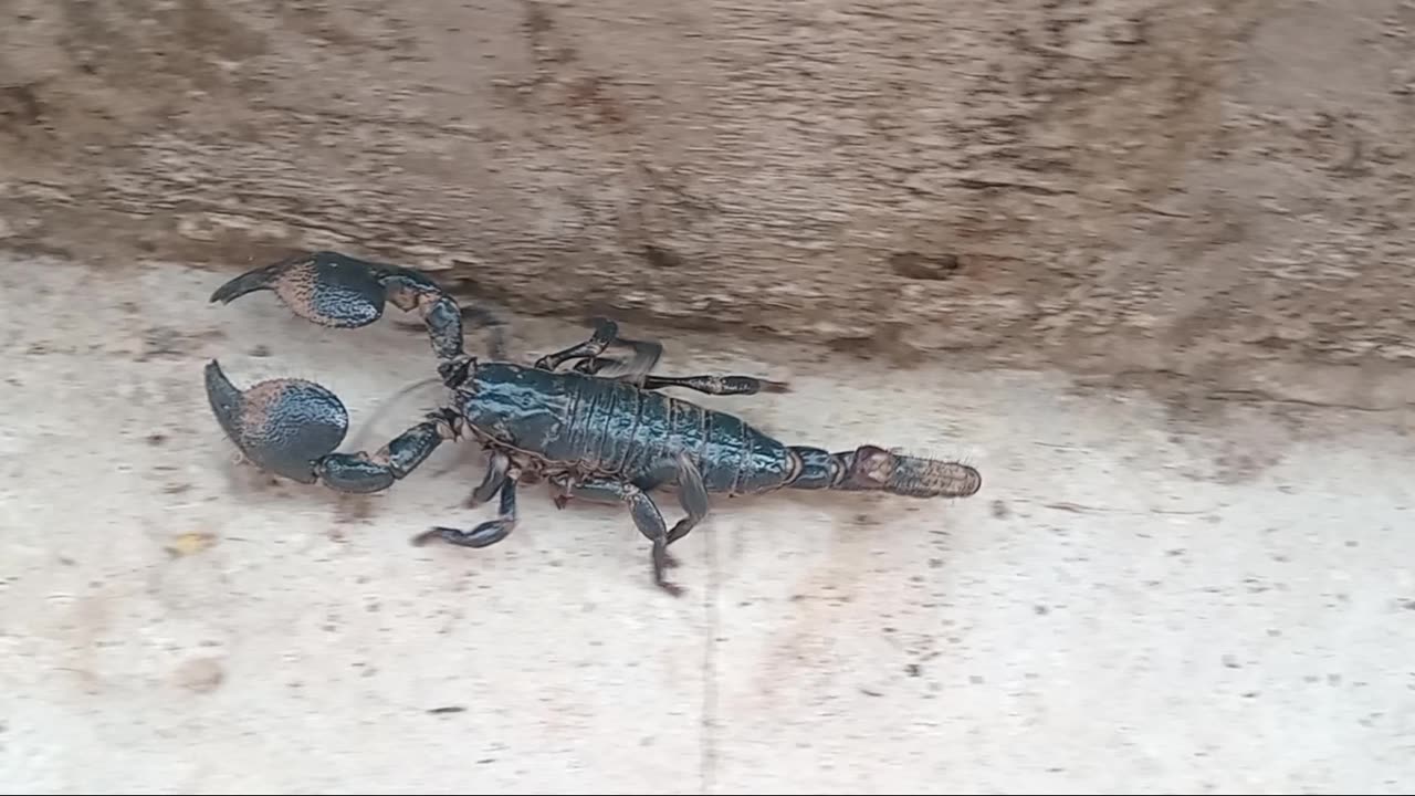 My little friend