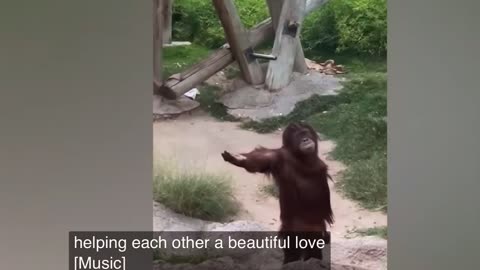 Laugh a Lot With The Funny Moments Of Monkeys 🐒 Funniest Animals Video