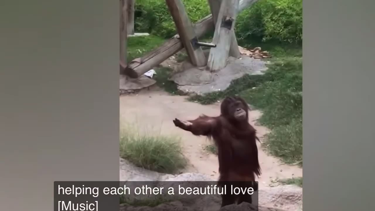 Laugh a Lot With The Funny Moments Of Monkeys 🐒 Funniest Animals Video