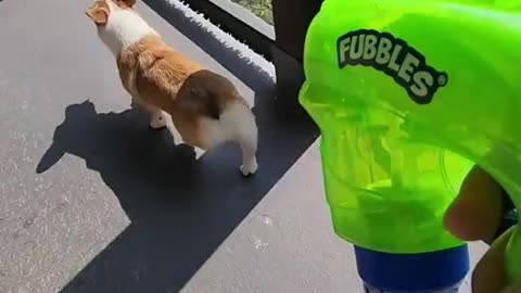Corgi Puppy's reaction to bubbles for the first time! And Some! 🤣🐶