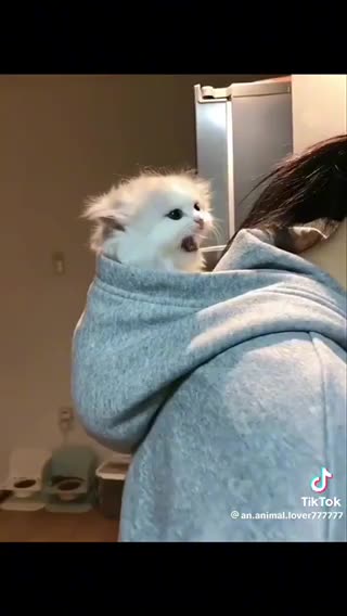 Kittens cats kitty petlover