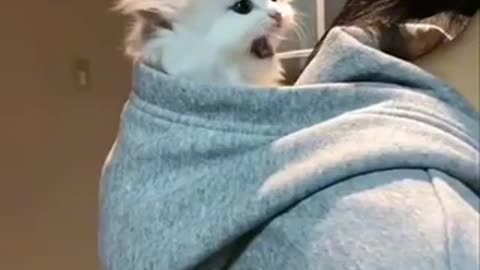 Kittens cats kitty petlover