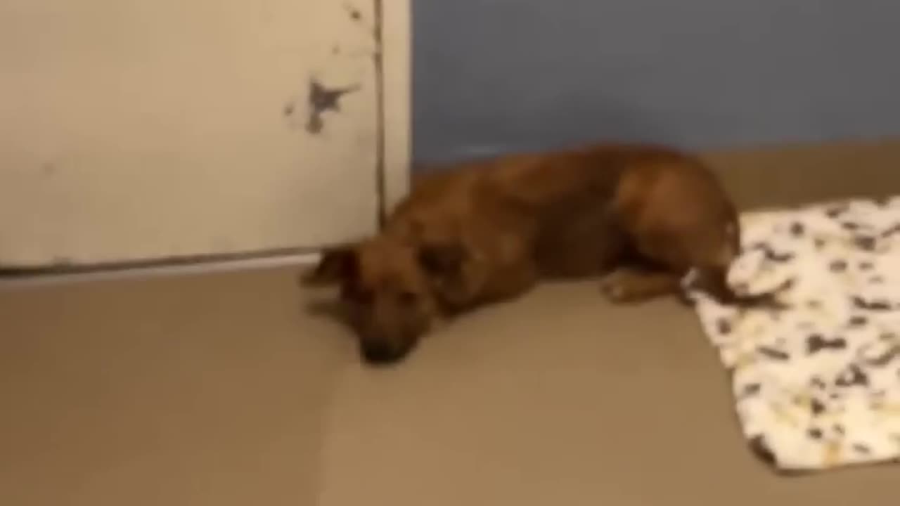 Here's what happens when a dog is adopted