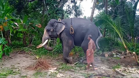 the coconut tree and takes it to eat