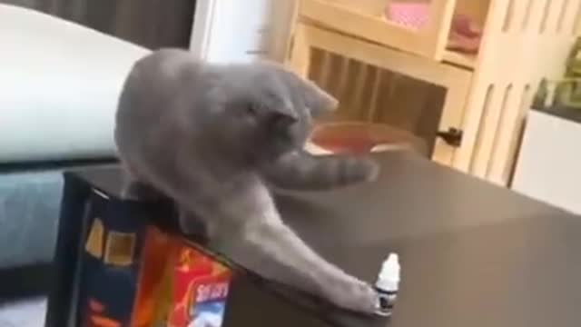 Good Kitty _beatbox
