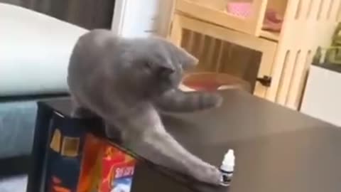 Good Kitty _beatbox