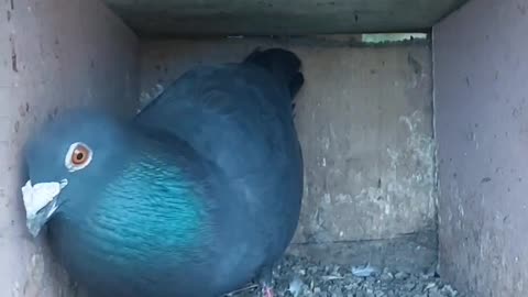 Cutepiegon