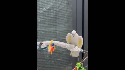 Cockatoo screaming