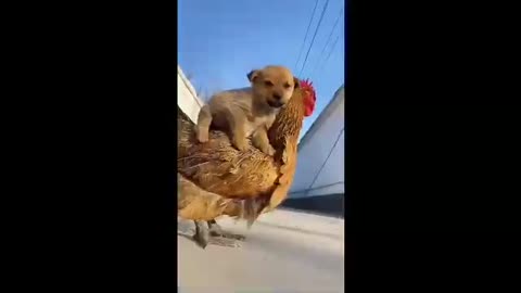 Cute Dog Funny Video