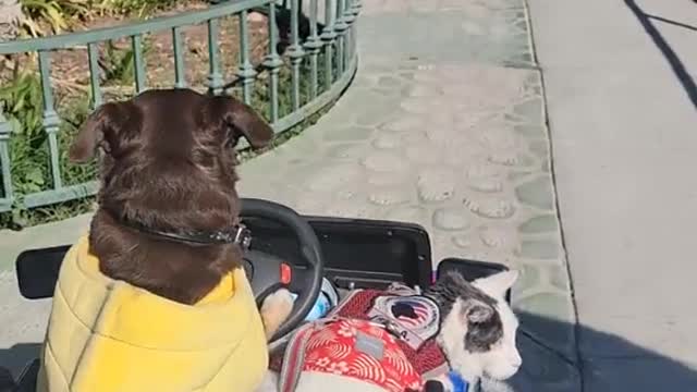 Dog Takes Cat For a Ride in Mini Jeep Impressing Crowd