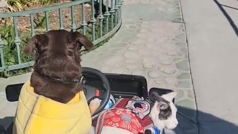 Dog Takes Cat For a Ride in Mini Jeep Impressing Crowd