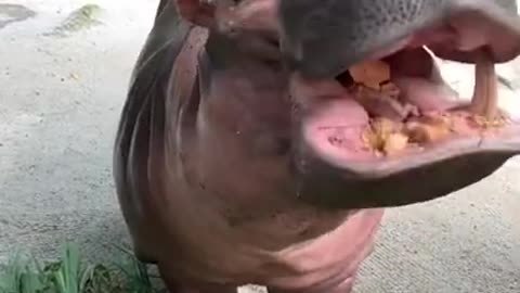 Hippopotamus Eating?! 🦛 | Zoo Negara Malaysia