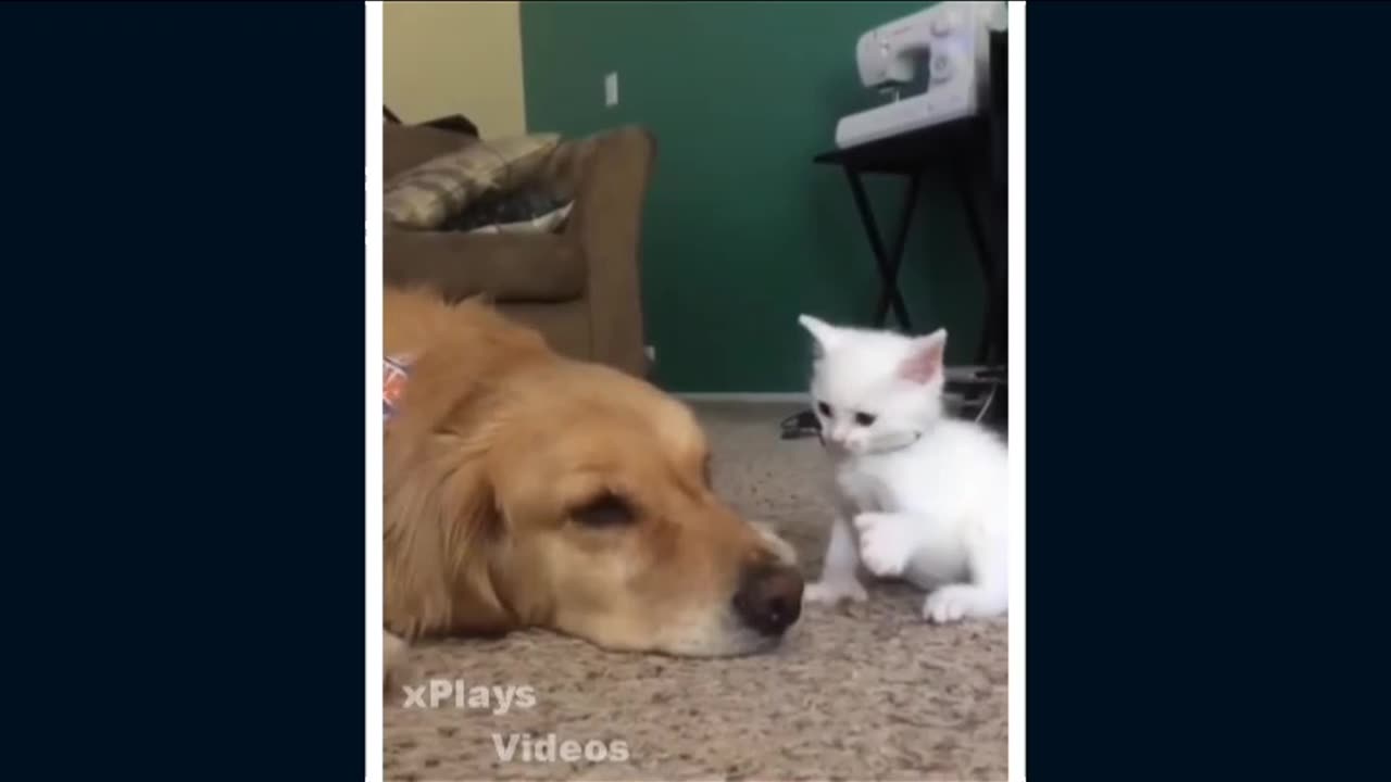 GATOS MUY CHISTOSOS cute & funny