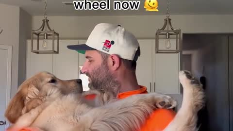 things I gave up when I got a golden retrievere
