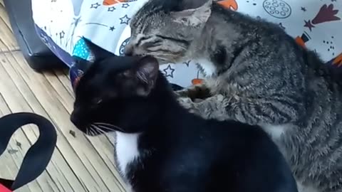 Cat Massage