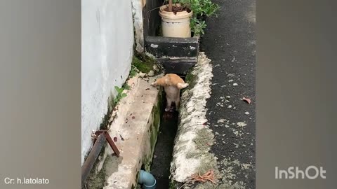 Funny animals, cute cat's and dogs