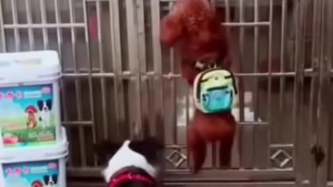 A family of cute puppy🐶