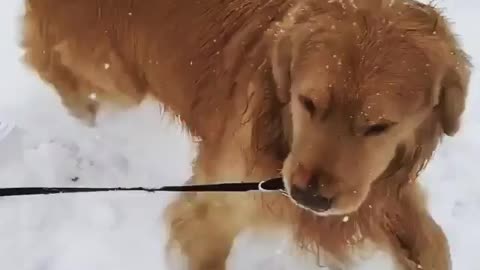 funny pets