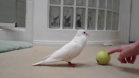 Dove plays with a ball