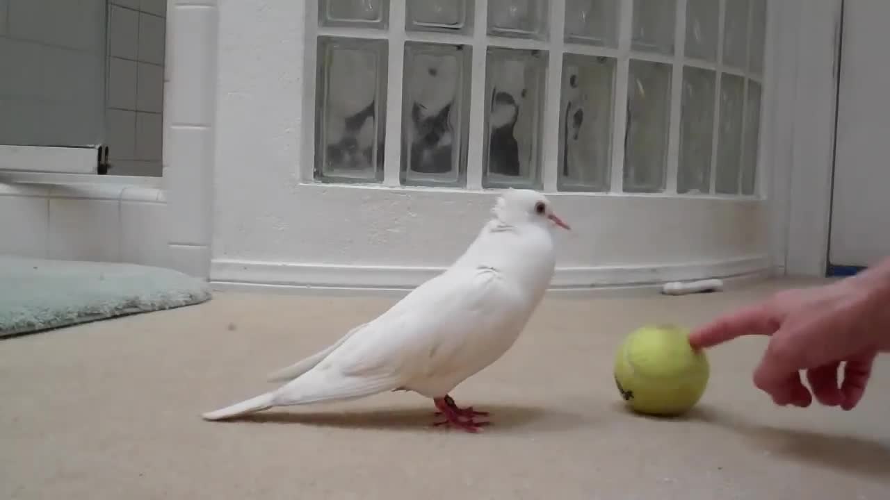 Dove plays with a ball