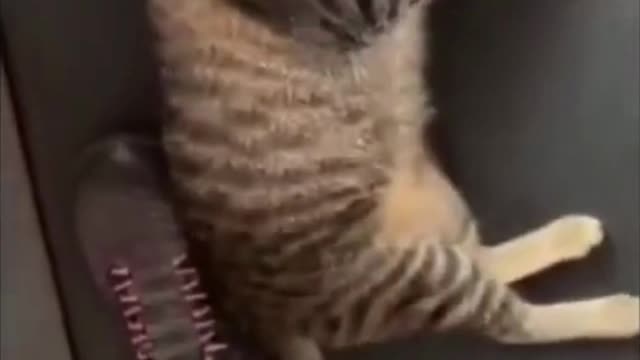 55- Cute, cute and happy as they should be #funny