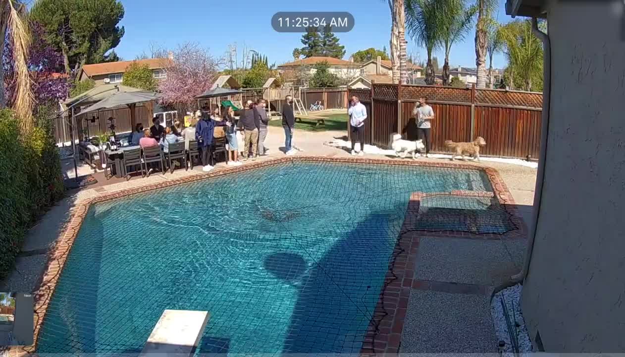 Dog Runs Over Net On Top Of Swimming Pool And Shocks People