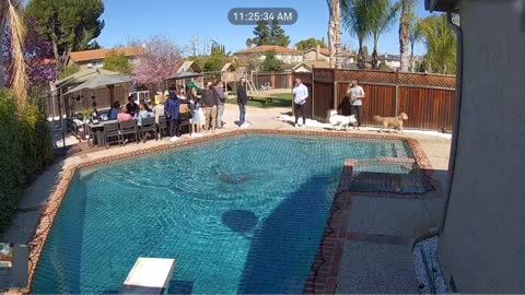 Dog Runs Over Net On Top Of Swimming Pool And Shocks People