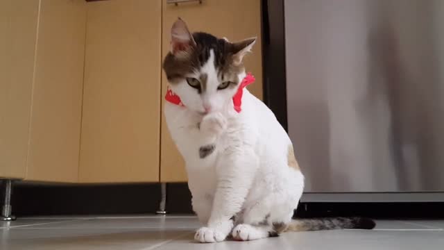 Funny pets
