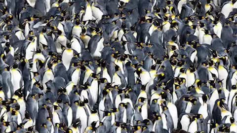 Islands that are ruled by animals 🌏