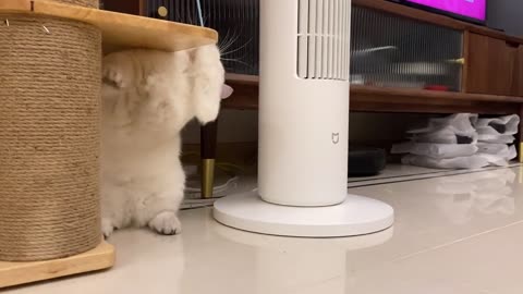 Please call me silly Cat Bantam Cat Cat