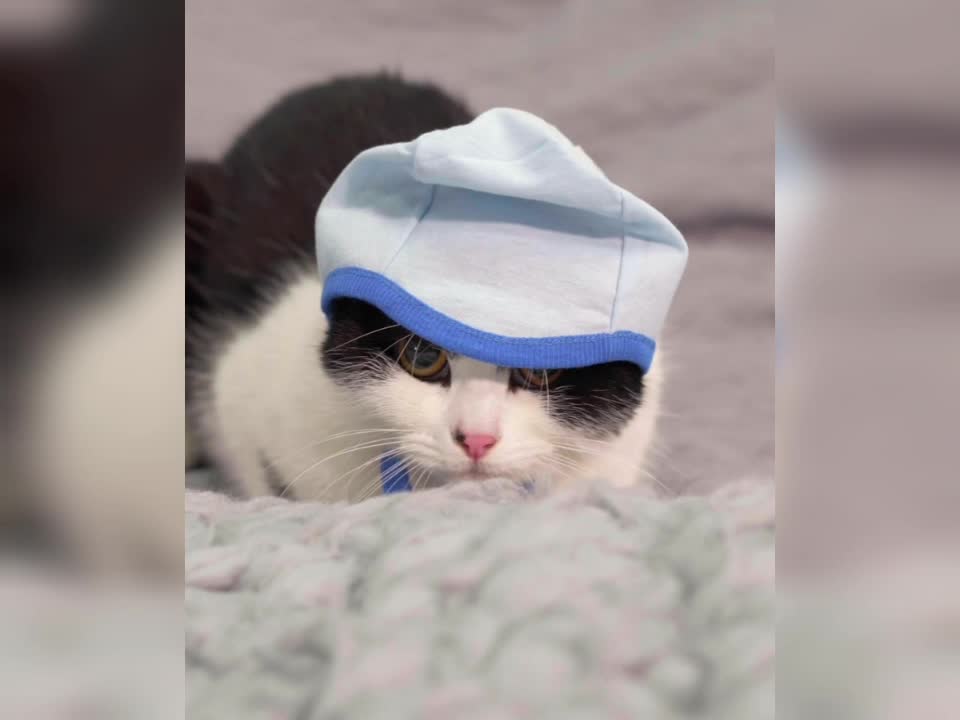 what a cat looking 😳😳😳, beautiful cat❤️❤️❤️❤️
