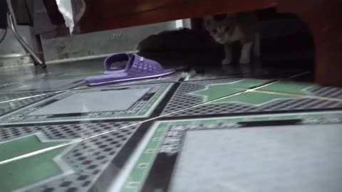 Cat Reaction