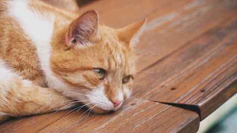 CUTE CAT😂