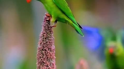 "Discover the Enchanting Beauty of the Vernal Hanging Parrot: Watch till the End to Witness its Graceful Flight"