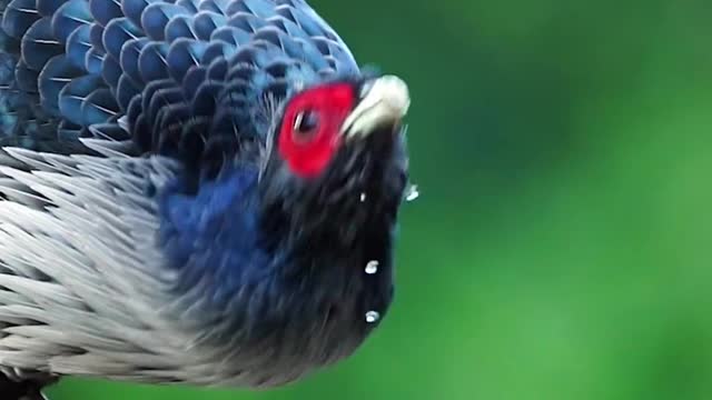 Most Beautiful Birds on Planet Earth