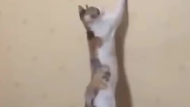 cat funny video 2022 animal video