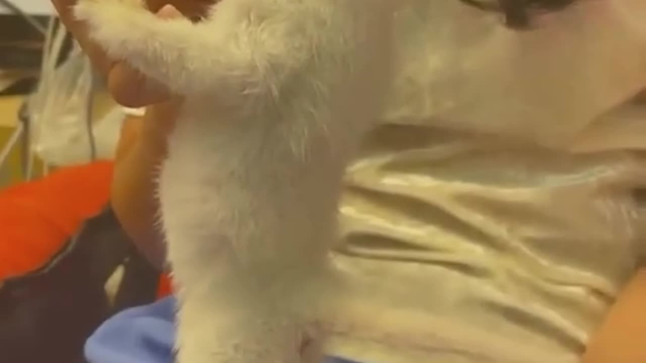 Funny and Cute Cats Videos #458