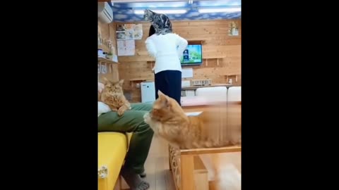 Funny cat videos 2024
