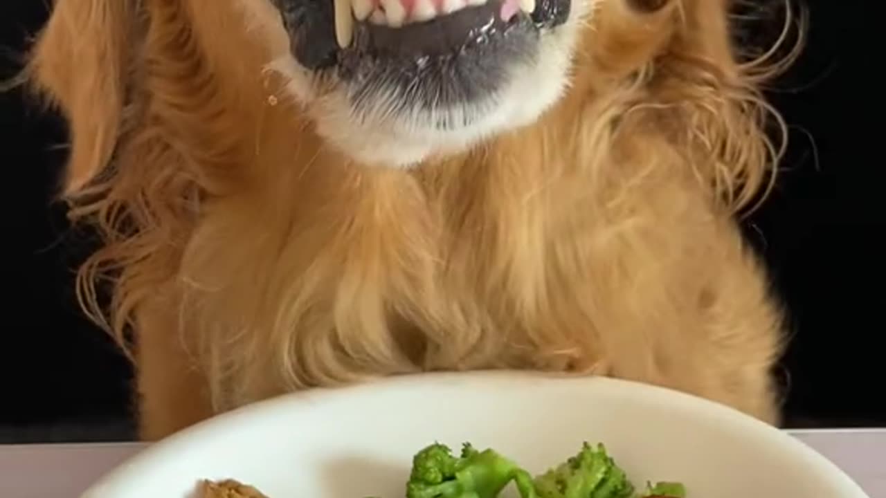 When Pup Meets Spice: Hilarious Adventures in Spicy Food Tasting