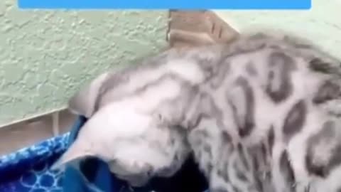 New cat funny video